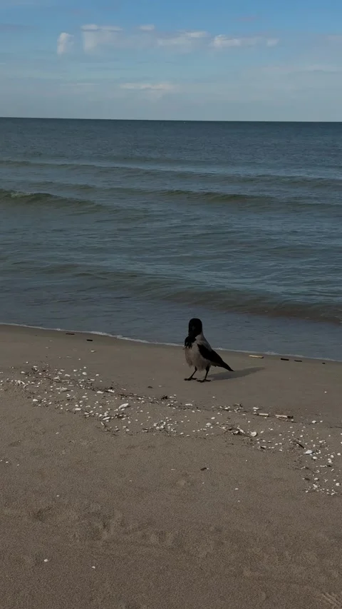 Hooded Crow Walking Along Baltic Sea Shoreline Stockbeeldmateriaal 336560060