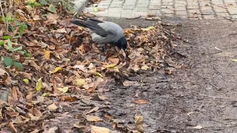 Hooded Crow Walking Along Forest Path in Autumn Park Video stock 341864147