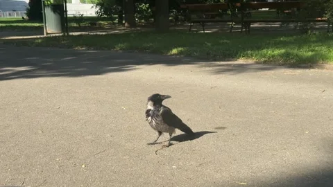 Hooded crow walking slowly on a smooth asphalt surface within a sunlit urban Stock Footage 336494203
