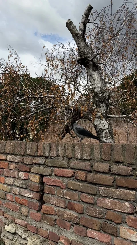 Hooded crow walks along an old brick wall Stock Footage 346183977