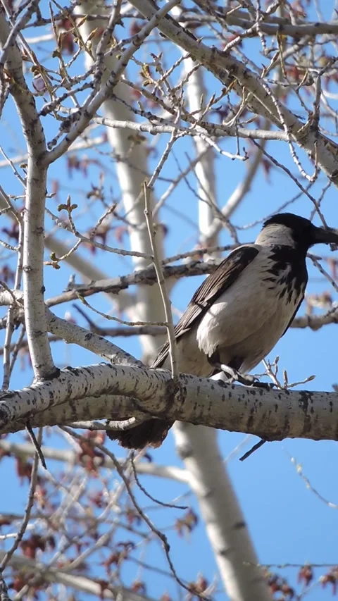 A Hooded crow walks on a tree branch Stock Footage 340265660