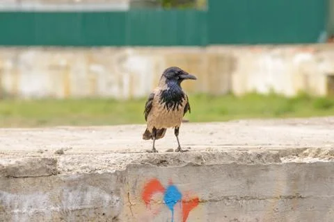 Hooded Crow on a Wall Stockfoto's