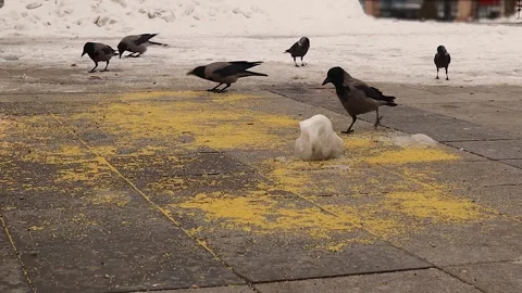 Hooded Crows and Jackdaws Feeding on Grain in Winter Erzurum Turkey Stock Footage 326419043