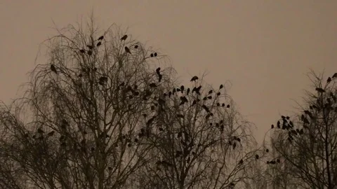 Hooded crows and jackdaws settle in for night in trees Video stock 85315348