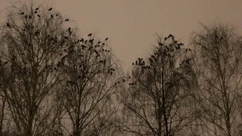 Hooded crows and jackdaws settle in for night in trees Video stock 85319311
