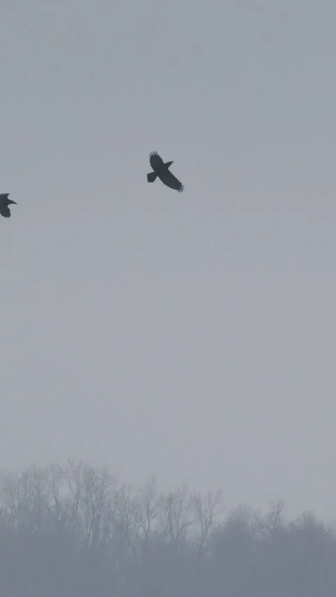 Hooded crows Corvus cornix fighting in flight across snowy winter landscape wit Stock Footage 341177463
