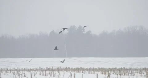 Hooded crows Corvus cornix fighting in flight across snowy winter landscape wit Stock Footage 341178263