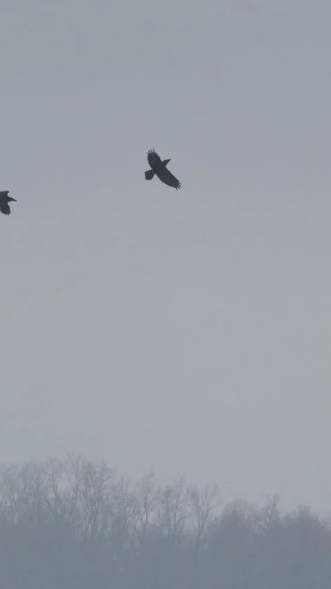 Hooded crows Corvus cornix fighting in flight across snowy winter landscape Stock Footage 341365871