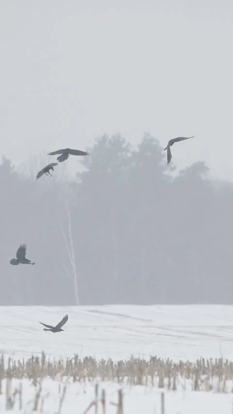 Hooded crows Corvus cornix fighting in flight across snowy winter landscape Stock Footage 341365957