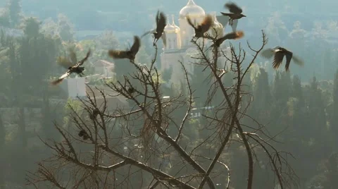 Hooded crows (Corvus cornix) flying away together Stock Footage 45347041