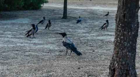 Hooded crows (Corvus cornix) - standing on the ground Stock Photos