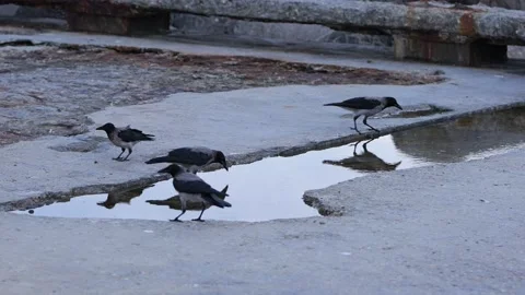 Hooded crows drinking water from puddle Stock Footage 340451009