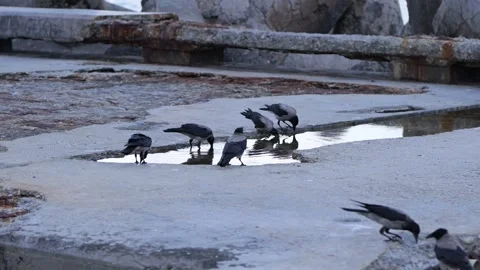Hooded crows drinking water from a puddle on a concrete pier Stock Footage 340451015