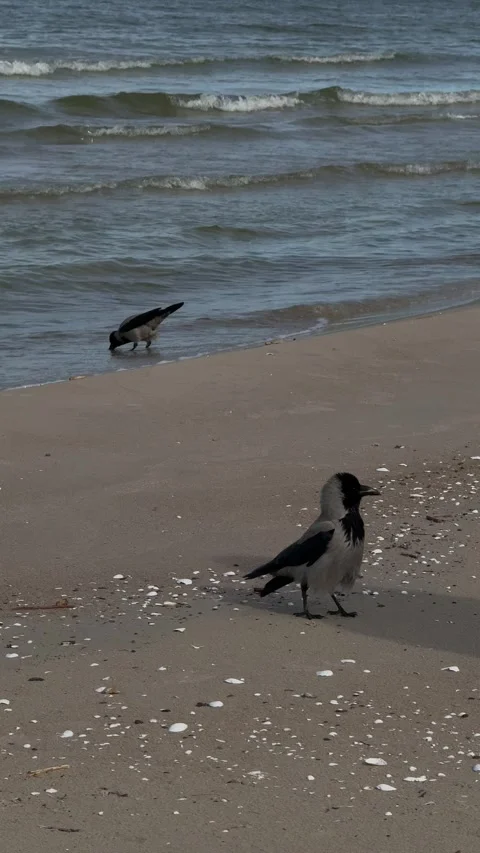 Hooded Crows Feeding on Baltic Sea Beach Stock Footage 336560058