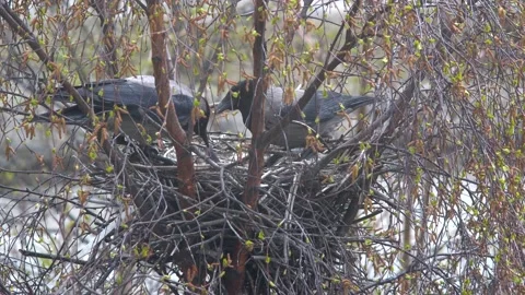 Hooded crows feeding their chicks and collecting fecal sac, then parents fly out Stock Footage 155762988