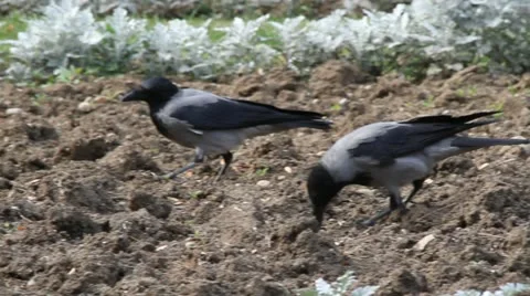 Hooded Crows scavenging, Corvus corone cornix Vídeos de archivo 12517284