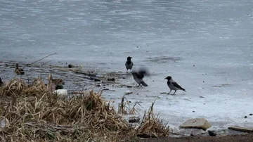 Hooded crows stole a piece of bread from wild ducks (Corvus cornix) Stock Footage 85580563