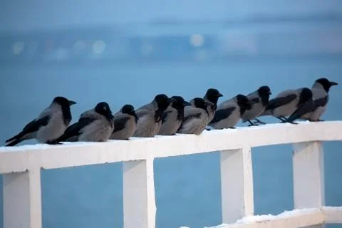 Hooded Crows in the wild Stock Photos