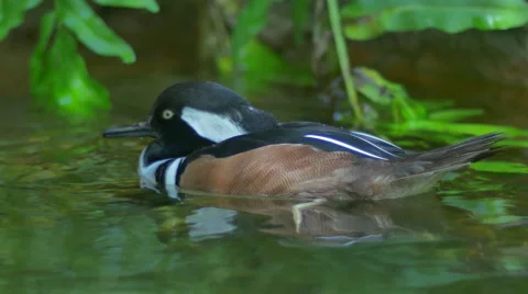 Hooded Merganser Duck dozes off while swimming, 4K Stock Footage 47157275