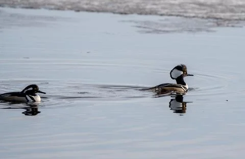 Hooded Merganser Ducks Stock Photos