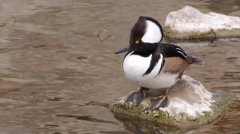 Hooded Merganser Stock Footage 35194504