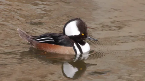 Hooded Merganser Stock Footage 35194512