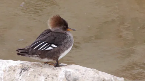 Hooded Merganser Stock Footage 35194527