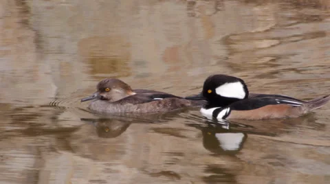 Hooded Merganser Stock Footage 35194536