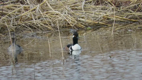 Hooded Merganser 스톡 동영상 113236763
