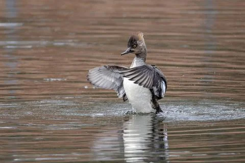 Hooded merganser Foto stock