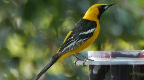 Hooded Oriole Stock Footage 35194553