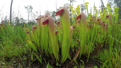 Hooded Pitcher Plant, low angle view, SE USA 库存影片 79512465