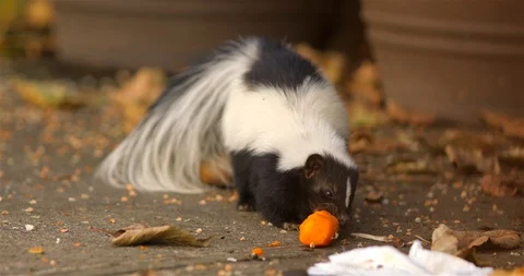 Hooded skunk eats in the backyard of the house Video stock 119572850