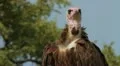 Hooded Vulture closeup Slow Motion GFSHD HD Footage