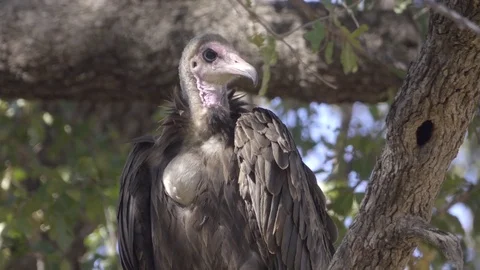 Hooded Vulture faces the camera Stock Footage 83840171
