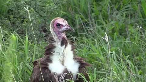 Hooded vulture on ground sequence Stock Footage 74838334