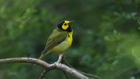 Hooded Warbler preening Video stock 118993553