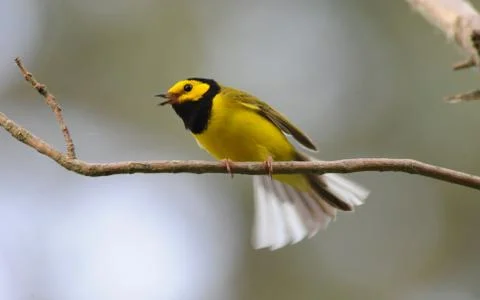 Hooded warbler2 Stock Photos