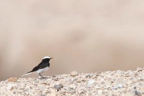Hooded Wheatear, Oenanthe monacha Stock Photos