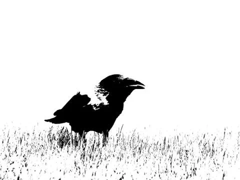 Hoodie. Highly contrast post-processing in black and white Stock Photos