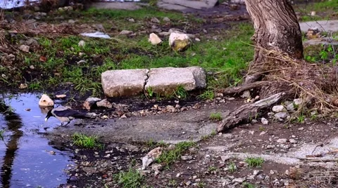 Hoodie puts the bread in the water eats. Stock Footage 50237896