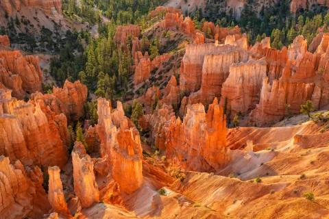 Hoodoo Forest Stock Photos