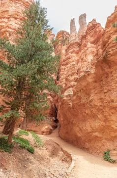 Hoodoos and vegetation by a trail in Bryce Canyon National Park, Utah, USA Stockfoto's