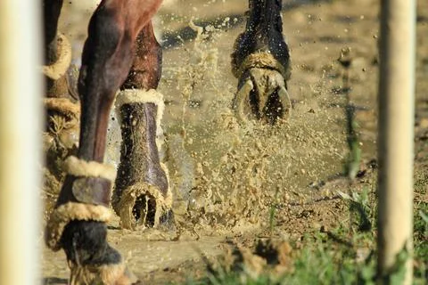 Hoofs in a puddle Foto stock