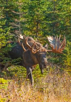 "Hook" The Bull Moose Stock Photos