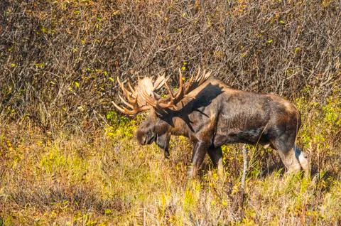 "Hook" The Bull Moose Stock Photos