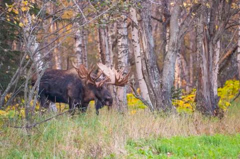 "Hook" The Bull Moose Stock Photos