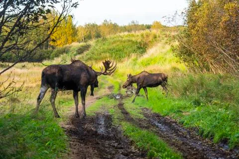 "Hook" The Bull Moose Stock Photos