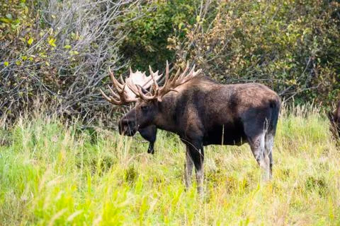 "Hook" The Bull Moose Stock Photos