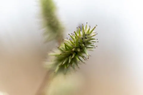Hook bur barb macro close-up 写真素材